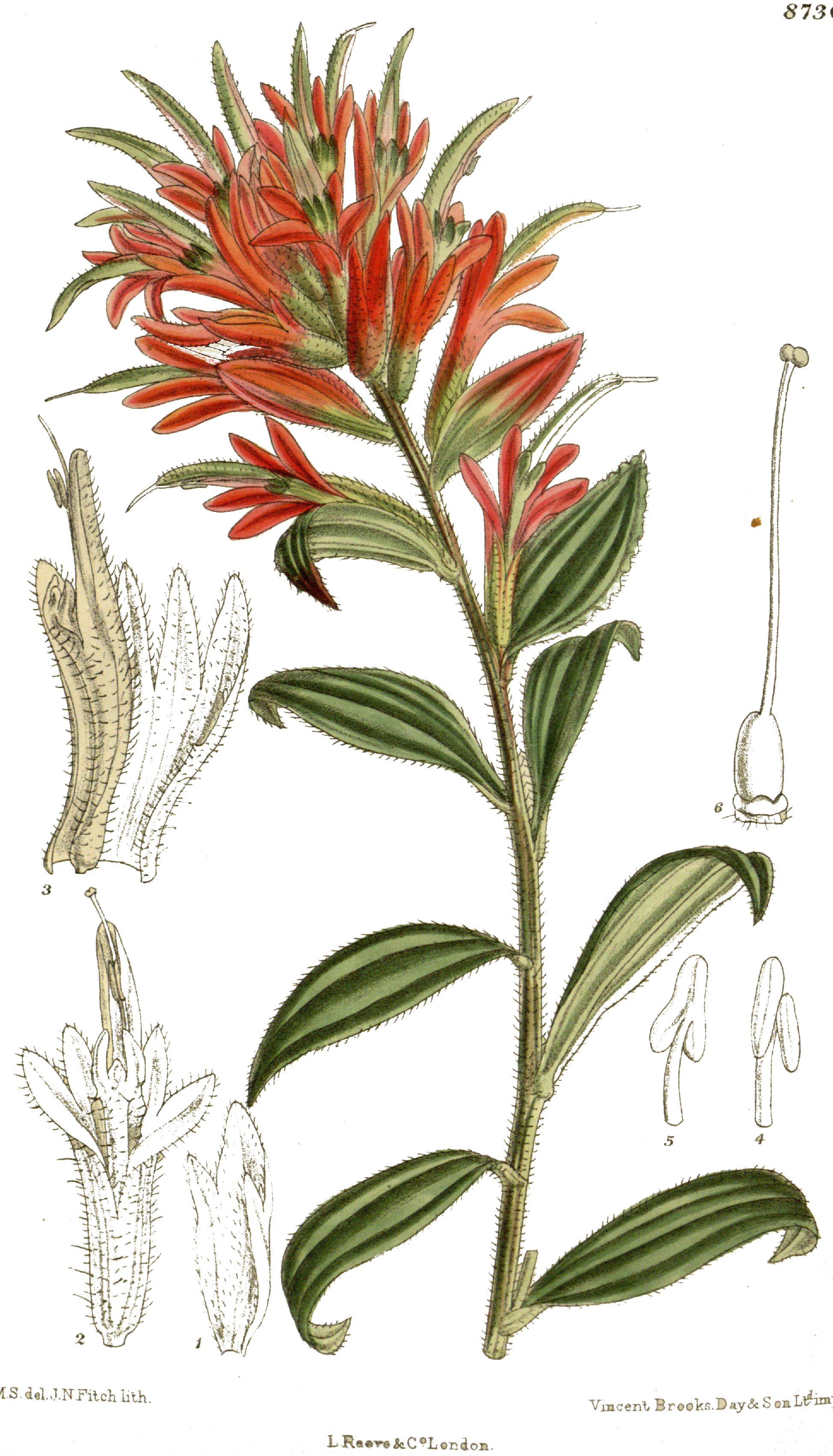 paintbrush