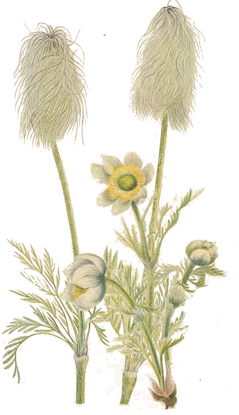 Yellow Puff