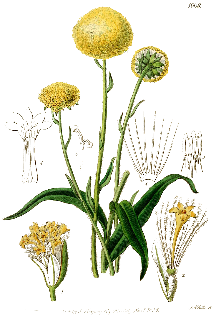 yellow puff